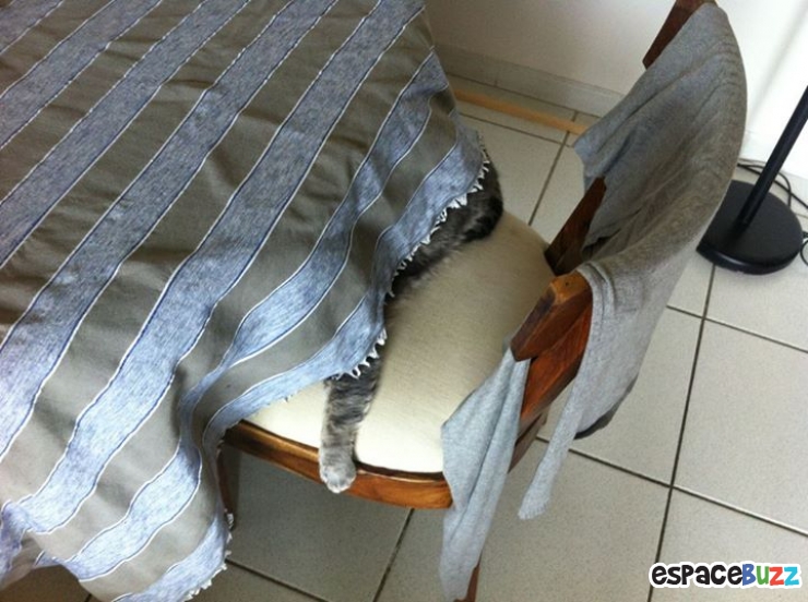 Illustration de l'article : Top 12 des animaux qui ont finalement décidé de tout lâcher pour une bonne sieste!