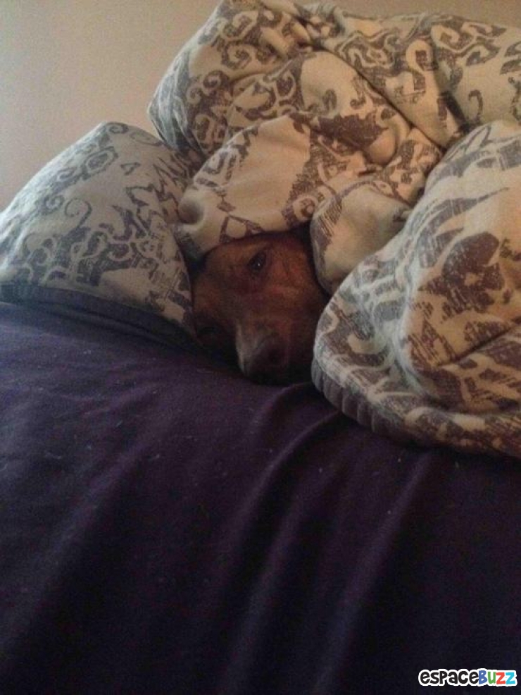 Illustration de l'article : Top 12 des animaux qui ont finalement décidé de tout lâcher pour une bonne sieste!