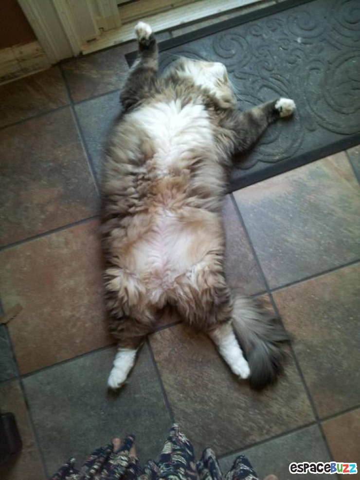 Illustration de l'article : Top 12 des animaux qui ont finalement décidé de tout lâcher pour une bonne sieste!