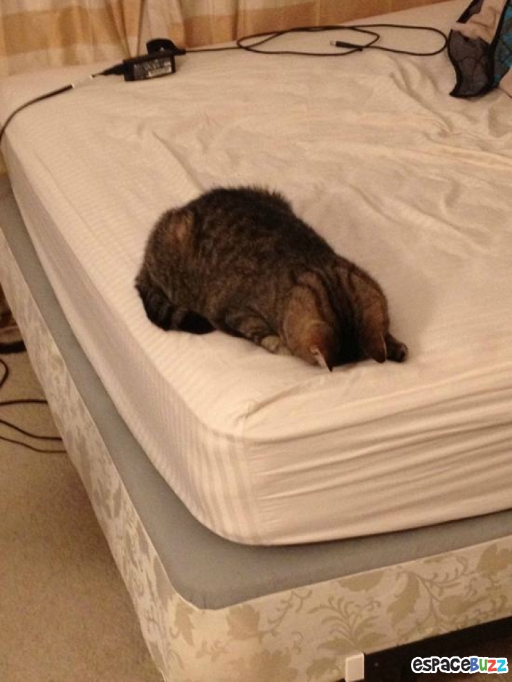 Illustration de l'article : Top 12 des animaux qui ont finalement décidé de tout lâcher pour une bonne sieste!