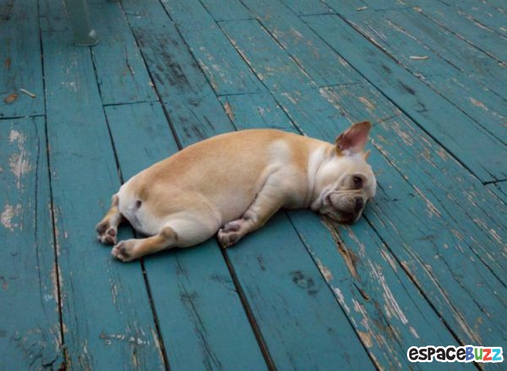 Illustration de l'article : Top 12 des animaux qui ont finalement décidé de tout lâcher pour une bonne sieste!