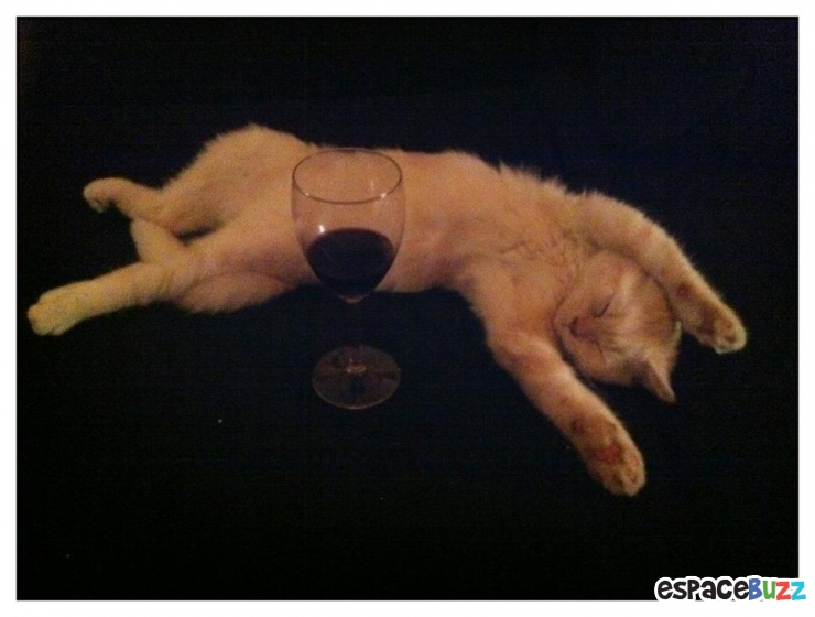 Illustration de l'article : Top 12 des animaux qui ont finalement décidé de tout lâcher pour une bonne sieste!