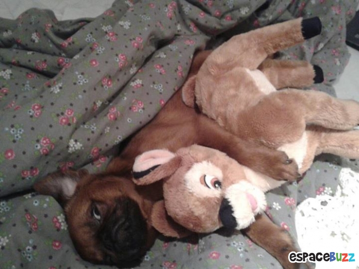 Illustration de l'article : Top 12 des animaux qui ont finalement décidé de tout lâcher pour une bonne sieste!