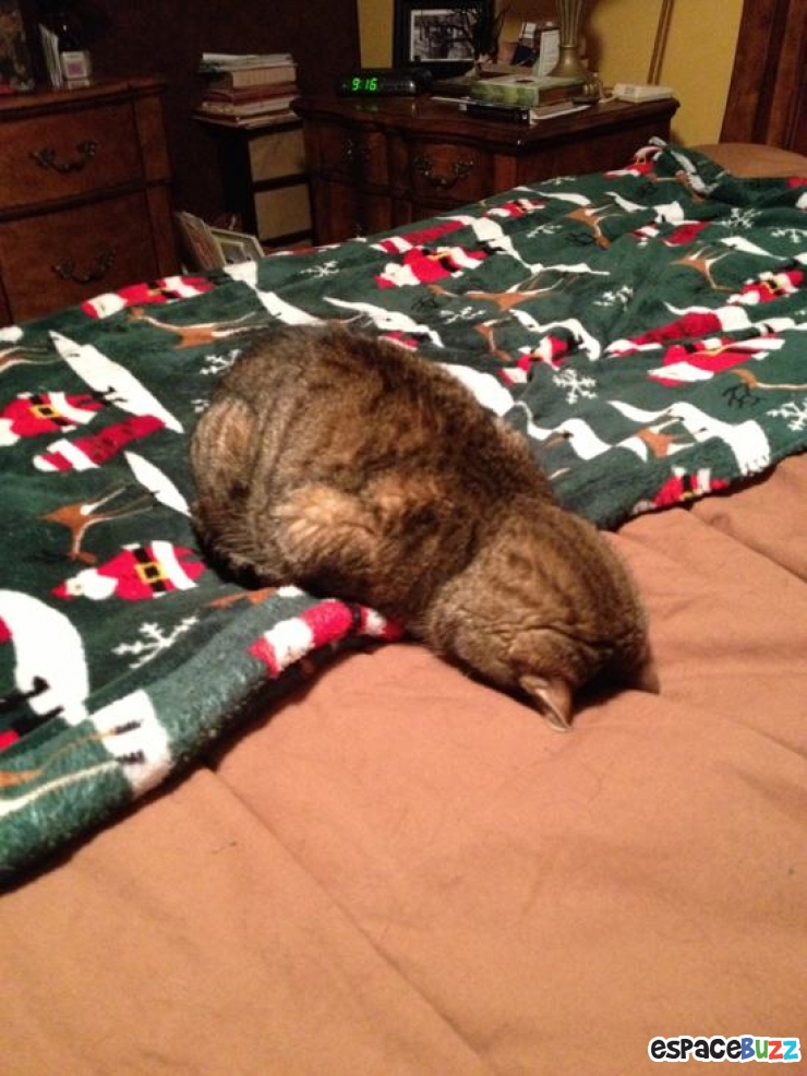 Illustration de l'article : Top 12 des animaux qui ont finalement décidé de tout lâcher pour une bonne sieste!