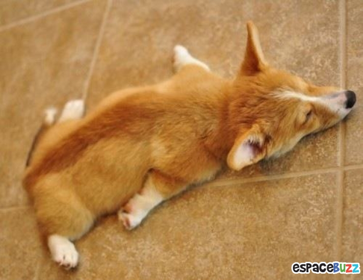 Illustration de l'article : Top 12 des animaux qui ont finalement décidé de tout lâcher pour une bonne sieste!