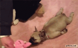 Illustration de l'article : Top 12 des animaux qui ont finalement décidé de tout lâcher pour une bonne sieste!