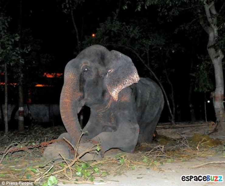 Illustration de l'article : Enfin, un éléphant torturé pendant près de 50 ans vient d'être libéré.