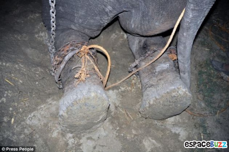 Illustration de l'article : Enfin, un éléphant torturé pendant près de 50 ans vient d'être libéré.