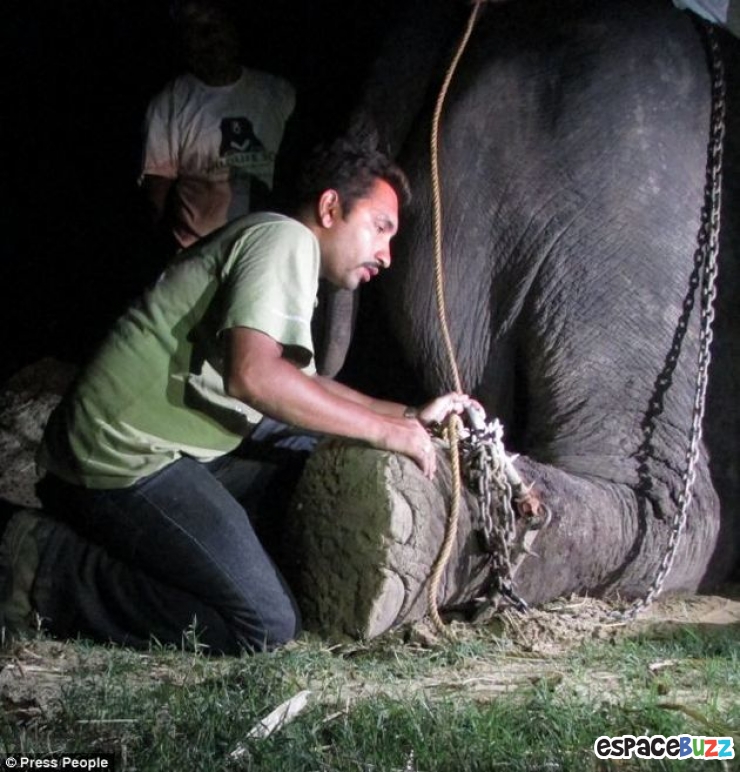 Illustration de l'article : Enfin, un éléphant torturé pendant près de 50 ans vient d'être libéré.