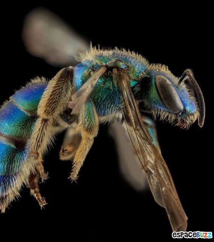 Illustration de l'article : 13 superbes photos d'animaux parés de bleu