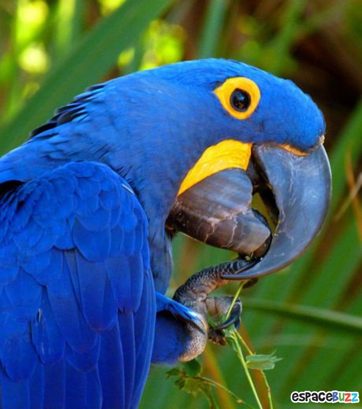 Illustration de l'article : 13 superbes photos d'animaux parés de bleu