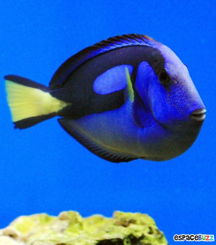 Illustration de l'article : 13 superbes photos d'animaux parés de bleu