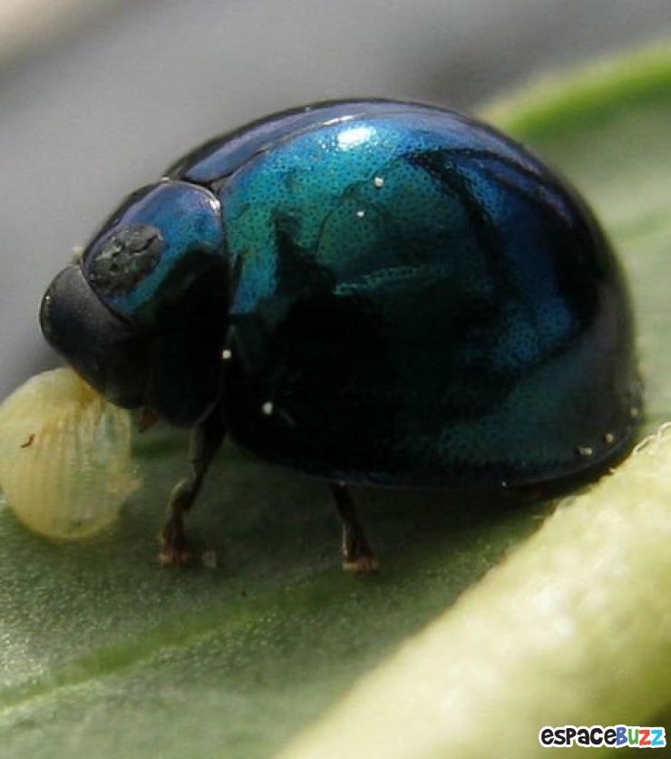Illustration de l'article : 13 superbes photos d'animaux parés de bleu