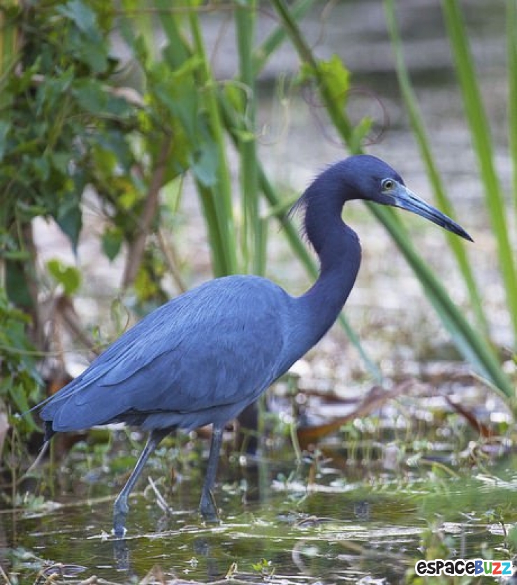 Illustration de l'article : 13 superbes photos d'animaux parés de bleu
