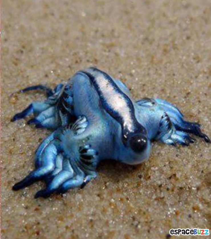 Illustration de l'article : 13 superbes photos d'animaux parés de bleu