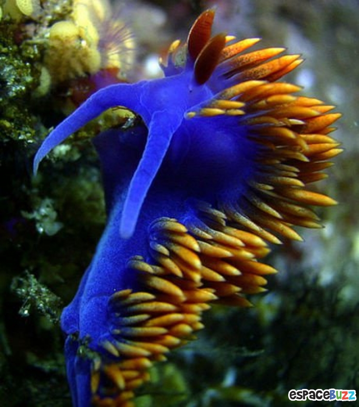 Illustration de l'article : 13 superbes photos d'animaux parés de bleu