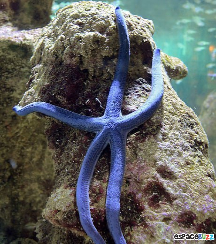 Illustration de l'article : 13 superbes photos d'animaux parés de bleu