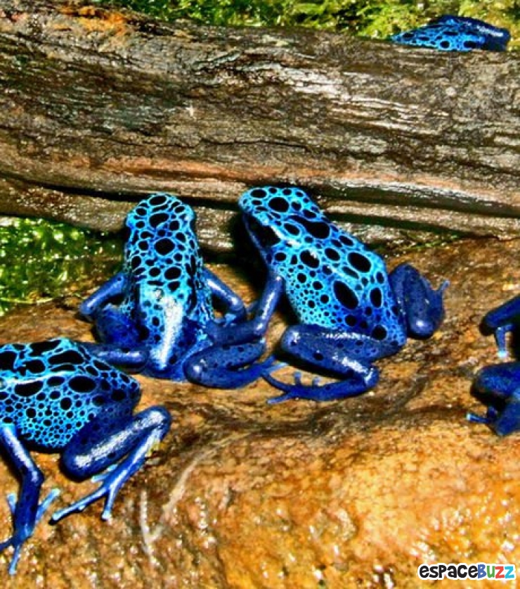 Illustration de l'article : 13 superbes photos d'animaux parés de bleu