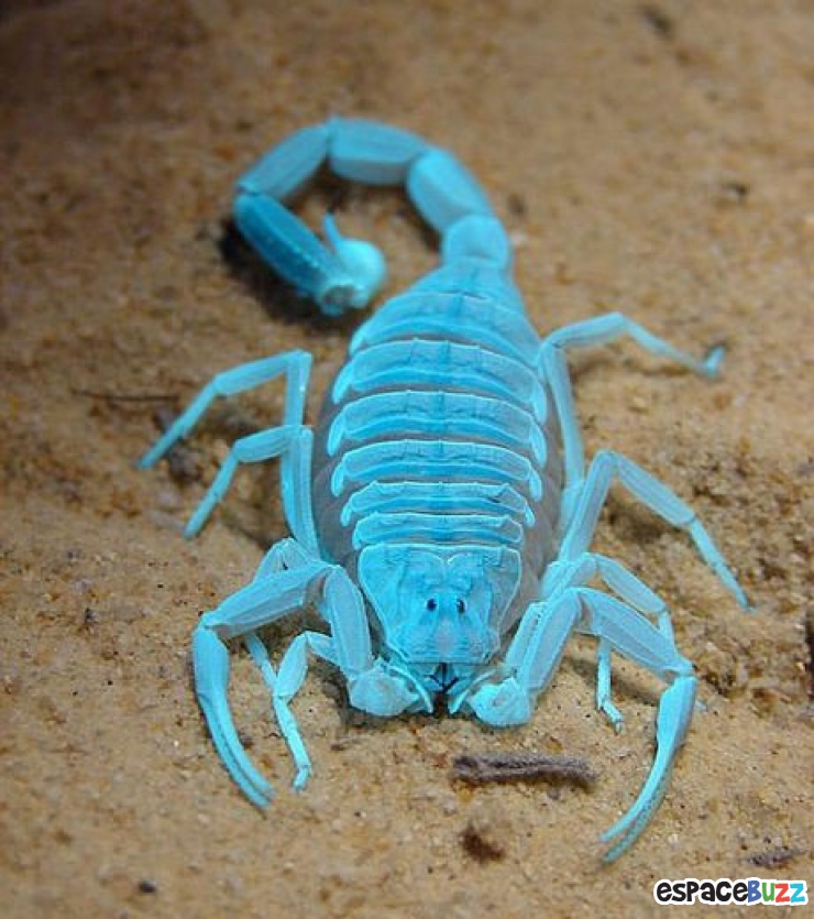 Illustration de l'article : 13 superbes photos d'animaux parés de bleu