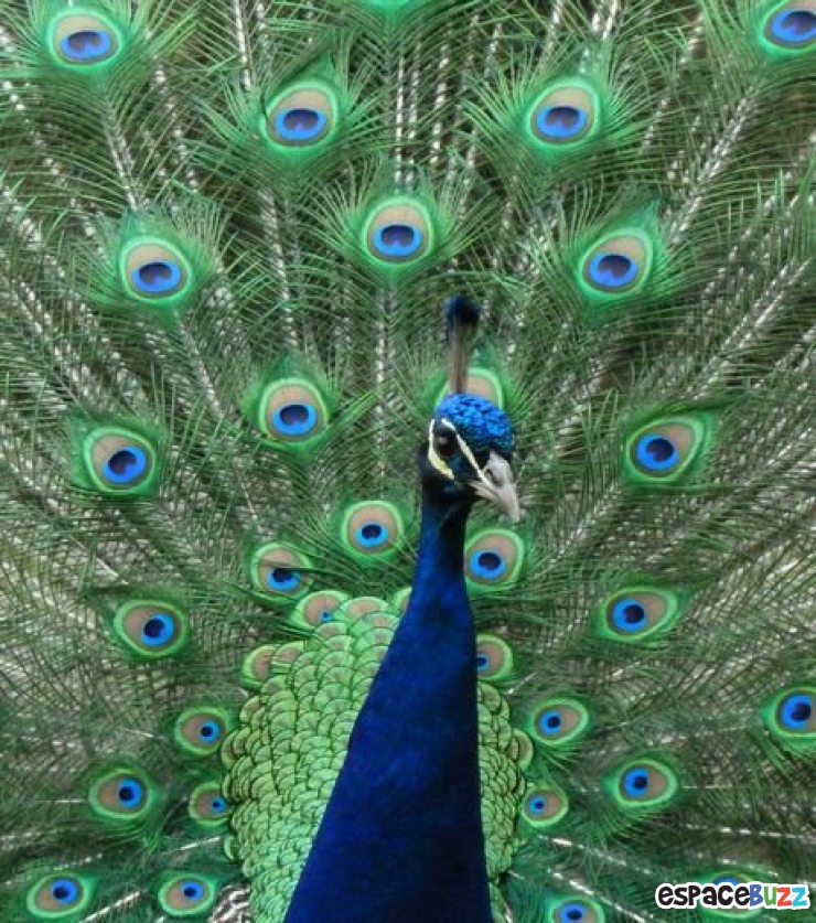 Illustration de l'article : 13 superbes photos d'animaux parés de bleu