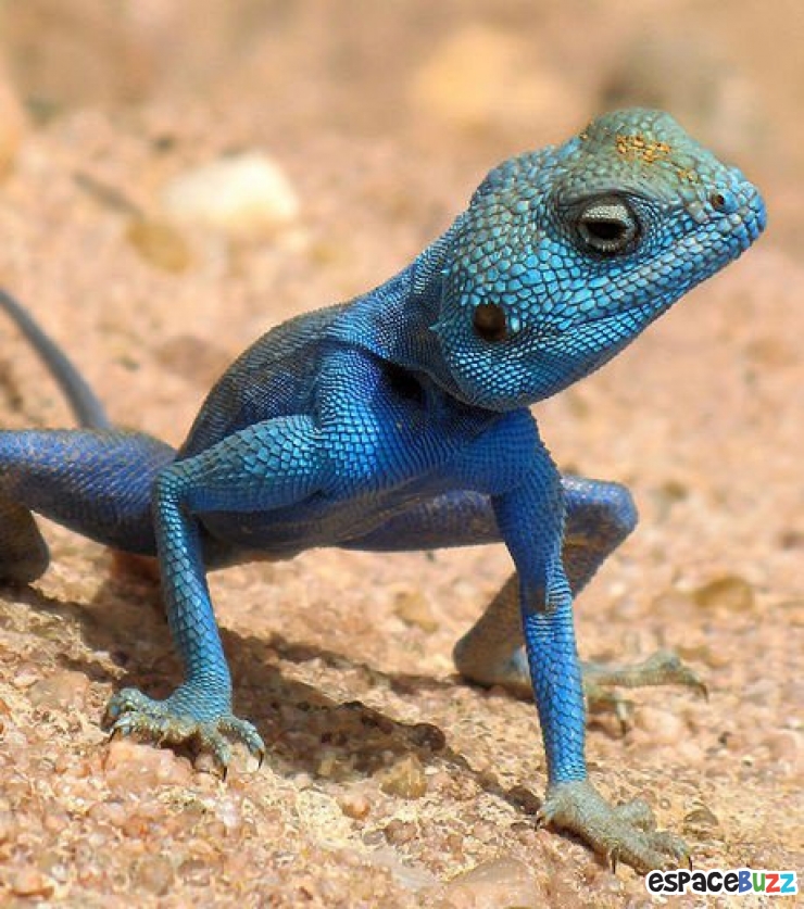 Illustration de l'article : 13 superbes photos d'animaux parés de bleu