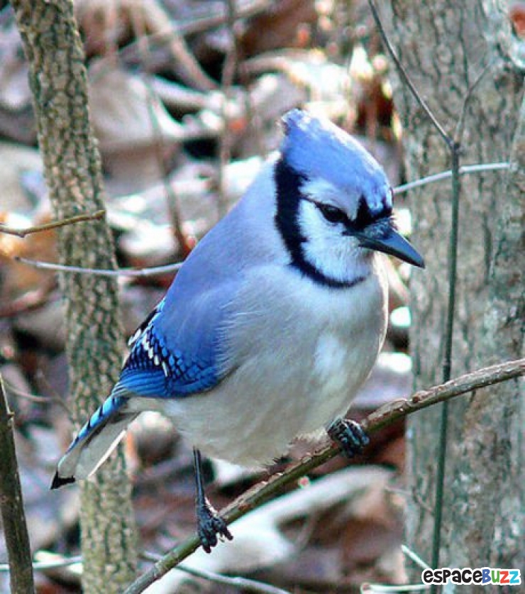 Illustration de l'article : 13 superbes photos d'animaux parés de bleu