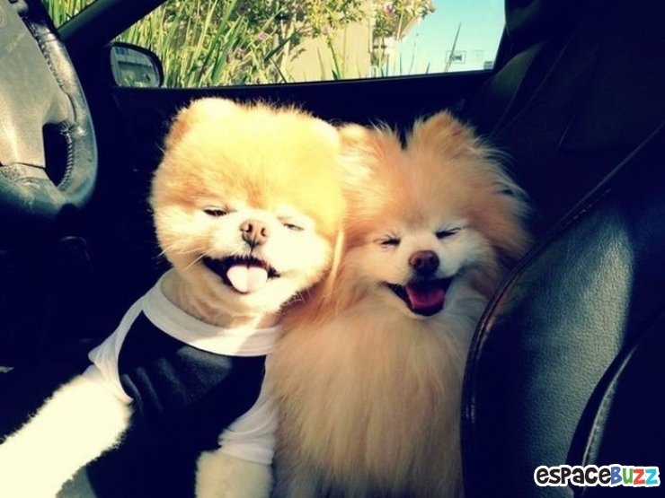 Illustration de l'article : Découvrez Boo et Buddy, le duo de chiens le plus célèbre du web!