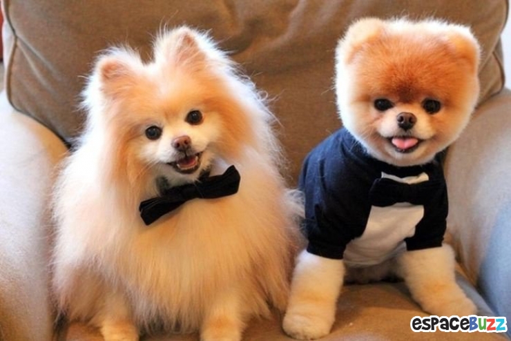 Illustration de l'article : Découvrez Boo et Buddy, le duo de chiens le plus célèbre du web!