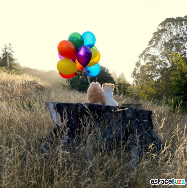 Illustration de l'article : Découvrez Boo et Buddy, le duo de chiens le plus célèbre du web!