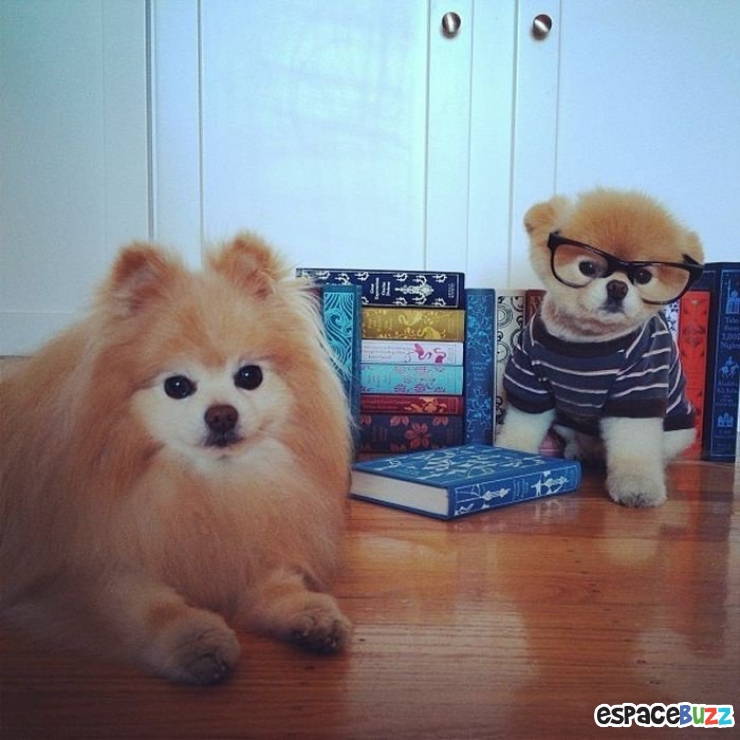 Illustration de l'article : Découvrez Boo et Buddy, le duo de chiens le plus célèbre du web!