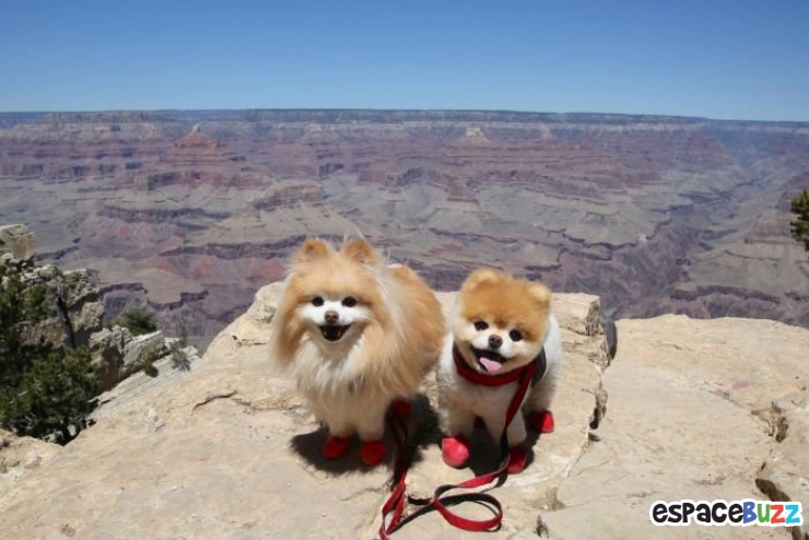 Illustration de l'article : Découvrez Boo et Buddy, le duo de chiens le plus célèbre du web!