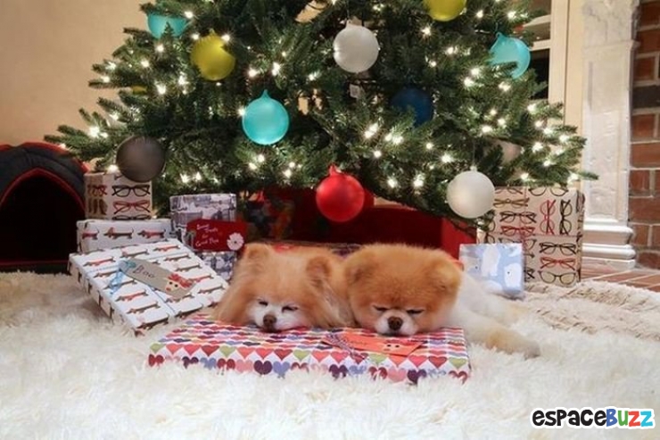 Illustration de l'article : Découvrez Boo et Buddy, le duo de chiens le plus célèbre du web!