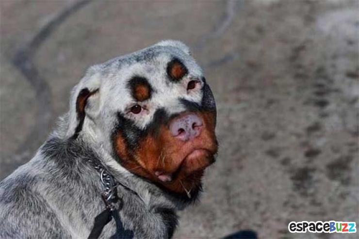 Illustration de l'article : 10 chiens magnifiques aux pelages des plus originaux!