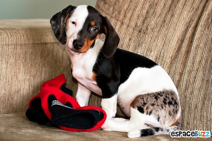 Illustration de l'article : 10 chiens magnifiques aux pelages des plus originaux!