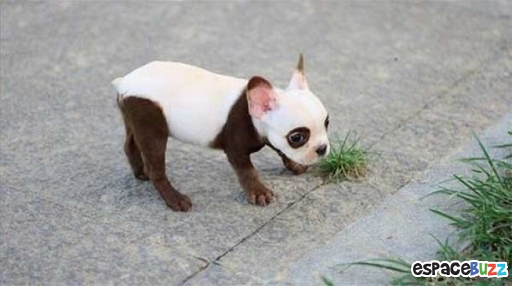 Illustration de l'article : 10 chiens magnifiques aux pelages des plus originaux!