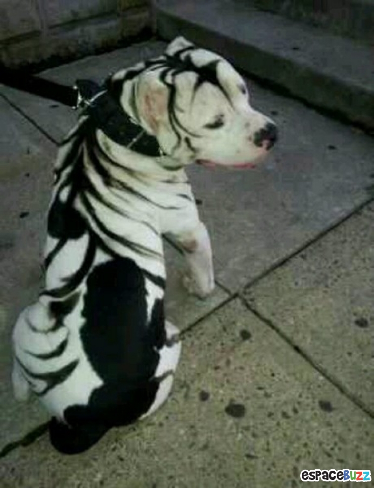 Illustration de l'article : 10 chiens magnifiques aux pelages des plus originaux!