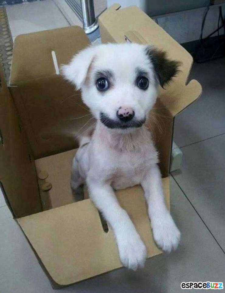 Illustration de l'article : 10 chiens magnifiques aux pelages des plus originaux!