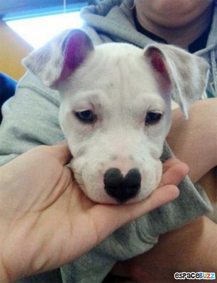 Illustration de l'article : 10 chiens magnifiques aux pelages des plus originaux!