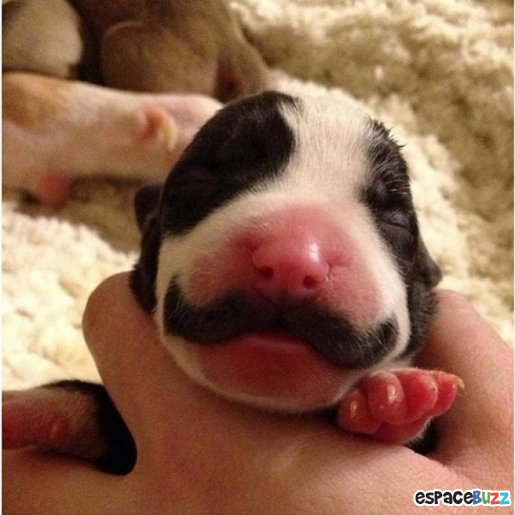 Illustration de l'article : 10 chiens magnifiques aux pelages des plus originaux!