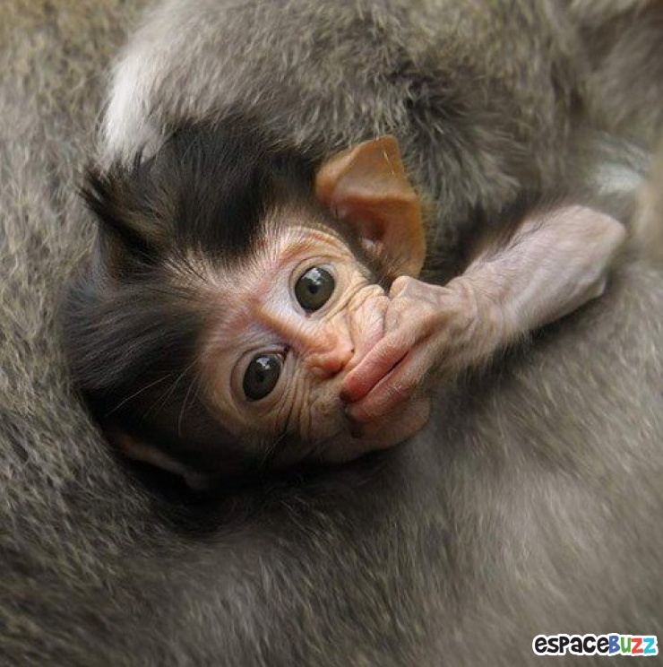 Illustration de l'article : Les 10 bébés singes les plus craquants du net :)