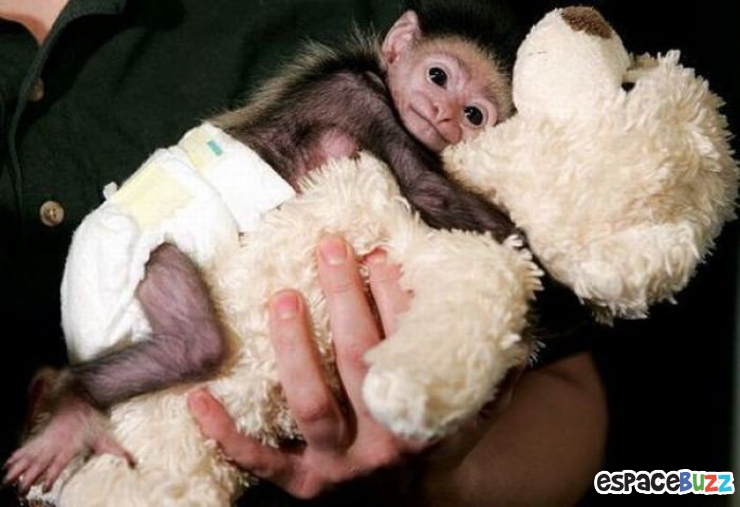 Illustration de l'article : Les 10 bébés singes les plus craquants du net :)