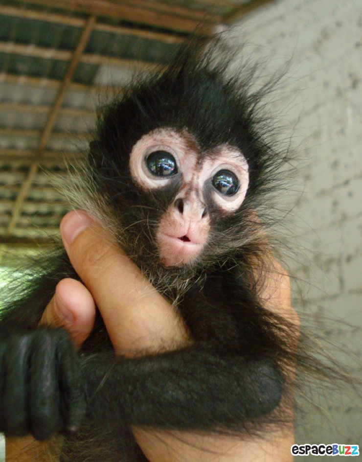 Illustration de l'article : Les 10 bébés singes les plus craquants du net :)