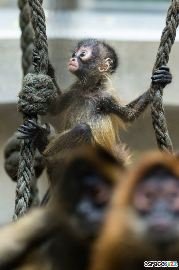 Illustration de l'article : Les 10 bébés singes les plus craquants du net :)