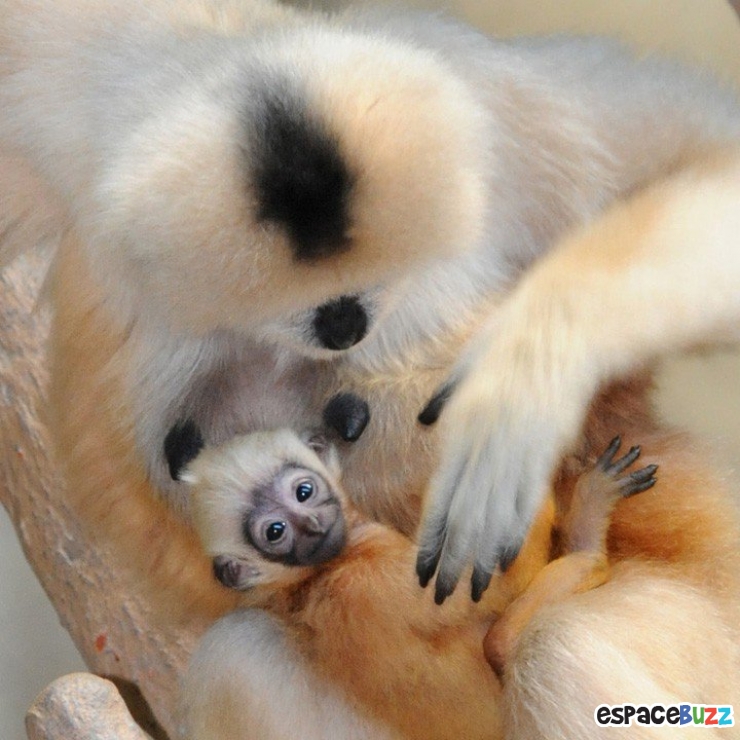 Illustration de l'article : Les 10 bébés singes les plus craquants du net :)