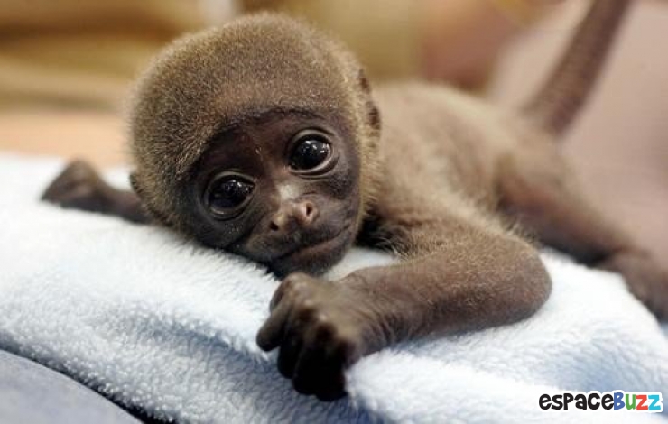 Illustration de l'article : Les 10 bébés singes les plus craquants du net :)