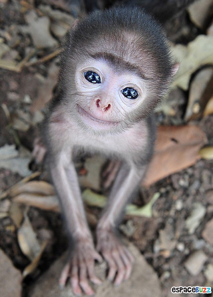 Illustration de l'article : Les 10 bébés singes les plus craquants du net :)