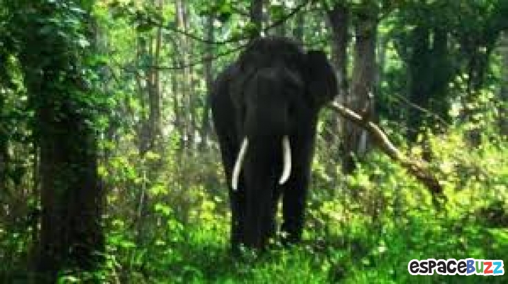 Illustration de l'article : Il a planté une forêt à lui tout seul