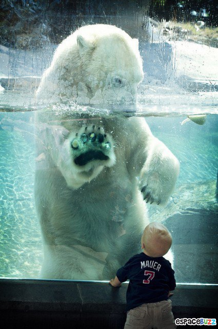 Illustration de l'article : 15 photos d’animaux de zoo qui interagissent avec leurs visiteurs