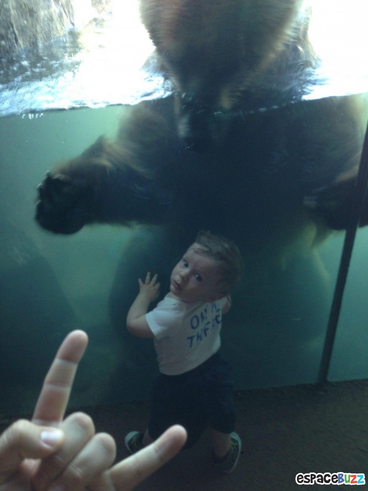 Illustration de l'article : 15 photos d’animaux de zoo qui interagissent avec leurs visiteurs