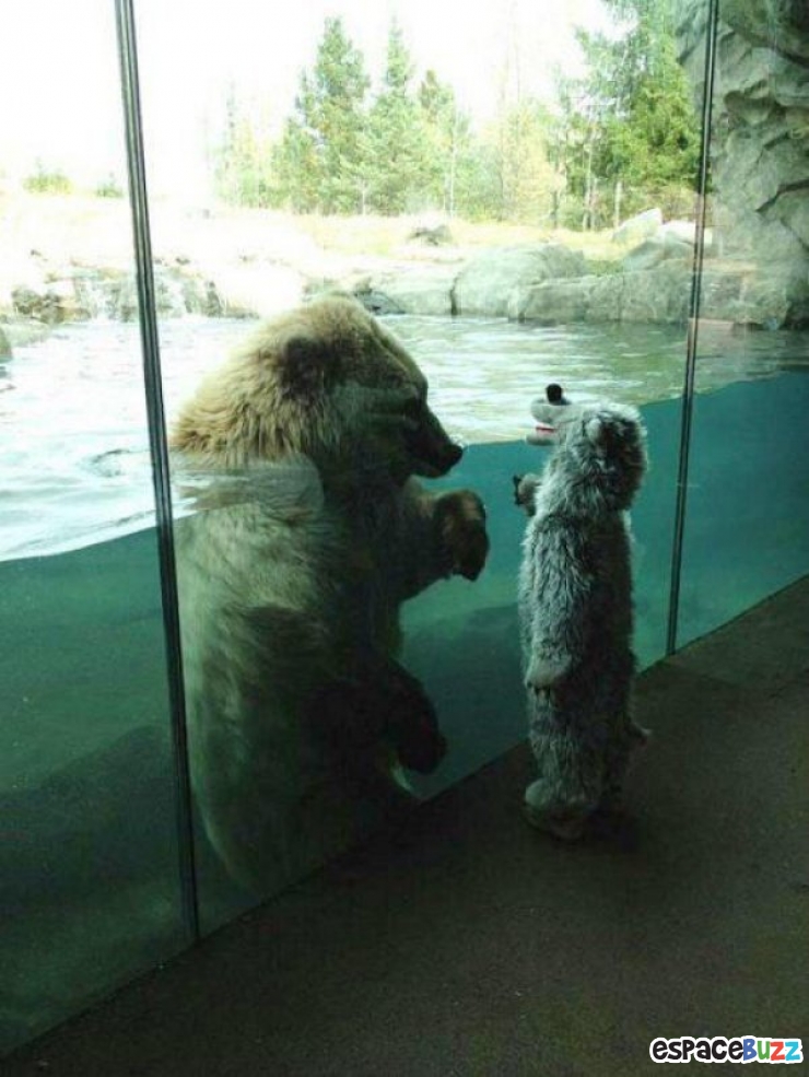 Illustration de l'article : 15 photos d’animaux de zoo qui interagissent avec leurs visiteurs